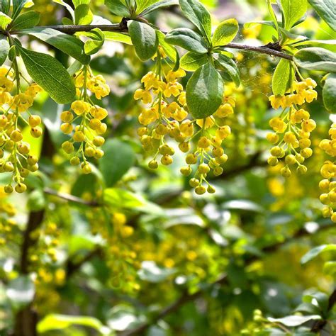 berberis vulgaris for sale.